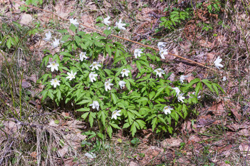 Anemones veesennem forest.