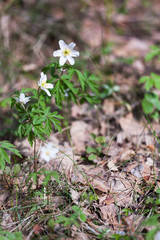Anemones veesennem forest.