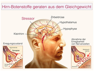 Fototapeta premium Hirn-Botenstoffe.Stressor.Neuronale Aktivität