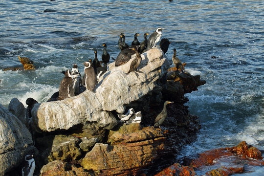 African penguins in Betty's bay