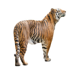 Fototapeta premium bengal tiger isolated