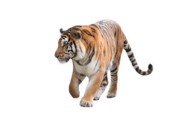 Fototapeta na wymiar bengal tiger isolated