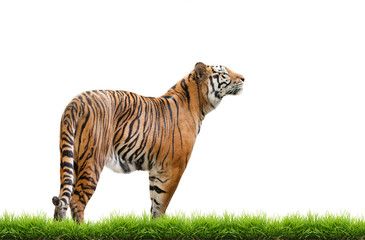 bengal tiger isolated