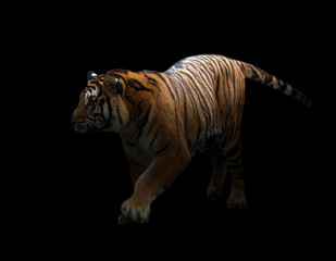 Obraz premium bengal tiger in the dark