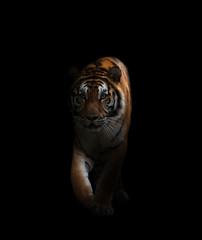 tigre du bengale dans le noir