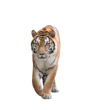 bengal tiger isolated