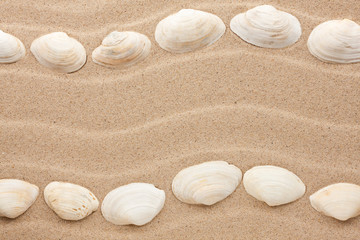 Stripe of sea shells lying on the sand