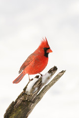 Northern cardinal in winter