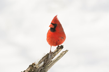 Northern cardinal in winter