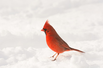 Male northern cardinal