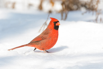 Male northern cardinal