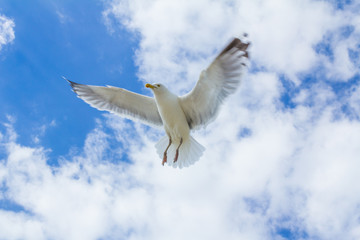 Möwe im Flug