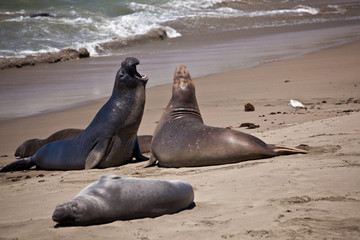 Fototapeta premium USA - Pacific Coast Highway one - seals cololny