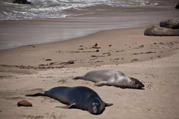 USA - Pacific Coast Highway one - seals cololny