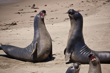 Fototapeta premium USA - Pacific Coast Highway one - seals cololny