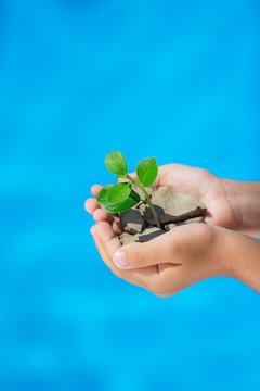 Young Plant In Hands Against Blue Sea Background