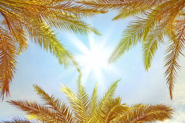 Fototapeta na wymiar Branches of palm trees against a blue sky