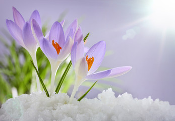 The first spring flowers, crocuses