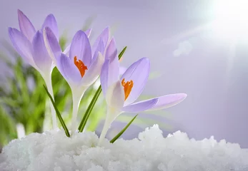 Crédence de cuisine en verre imprimé Crocus Les premières fleurs du printemps, les crocus