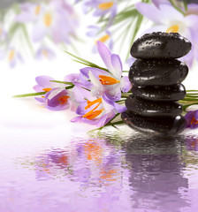 purple flowers black stones on water