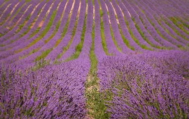 Fotobehang Lavendel Lavender field