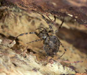 Metellina merianae