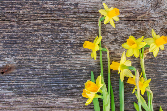 daffodils on wooden background