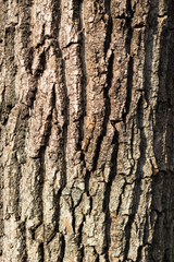 Tree bark in sunlight, background, texture