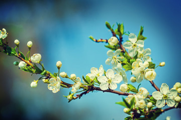 blossoming cherry tree on sky background instagram stile