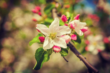 Fototapeta na wymiar branch of blossoming apple tree on blurreed background instagram