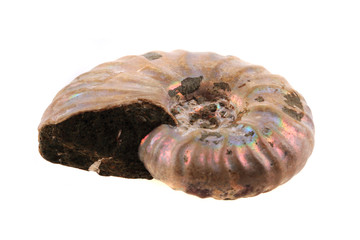 ammonite fossil
