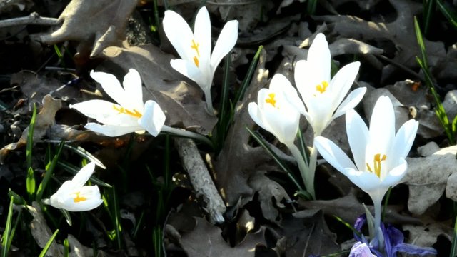 Crocus vernus Szafran wiosenny Шафран весенний
