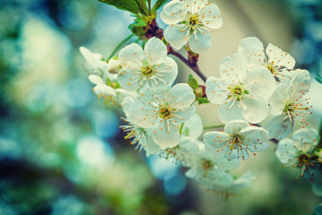 flowers of blossoming cherry tree floral background instagram st