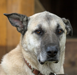 верный друг