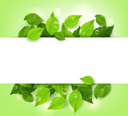 Realistic Leaves Background with White Space