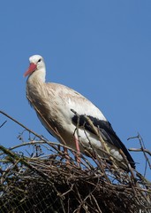 Weißstorch im März