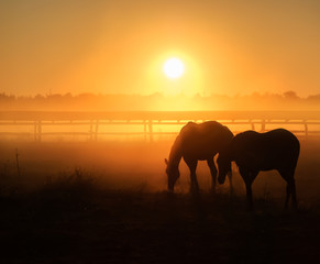 Fototapeta na wymiar Herd of horses grazing in a field on a background of fog