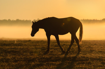 Fototapeta na wymiar Horse silhouette on a background of dawn