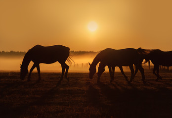 Naklejka na ściany i meble Herd of horses grazing in a field on a background of fog and sunrise