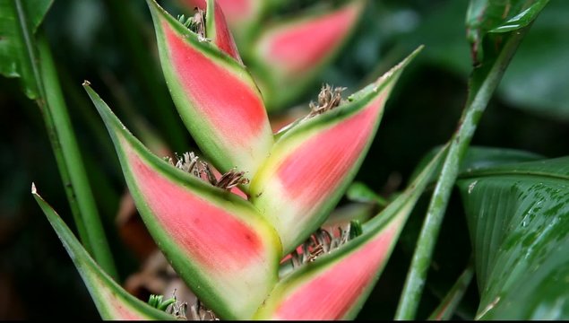 Bl&uuml;te einer Helikonia im tropischen Wald in Costa Rica (Heliconia wagneriana).
