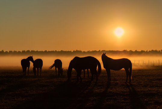 Herd of horses grazing in a field on a background of fog and sunrise
