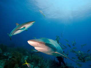 Naklejka na ściany i meble Caribbean reef sharks