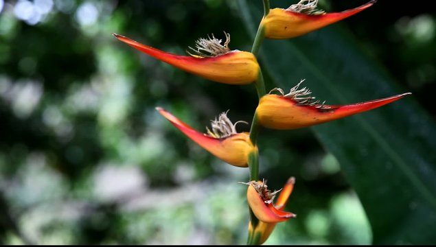 Tropical flower in Costa Rica (Heliconia latispatha)