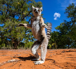 Ring-tailed lemur in Madagascar - obrazy, fototapety, plakaty
