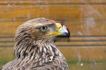 Eastern imperial eagle (Aquila heliaca)