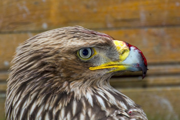 Eastern imperial eagle (Aquila heliaca)
