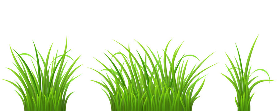 Green Grass Set On White, Vector Illustration