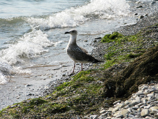 Seagull