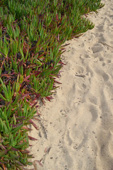 Chemin sur la plage de Pampelonne