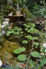 Petit bassin de jardin